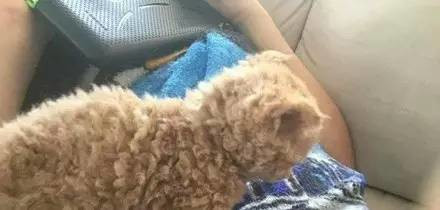 什么猫可以和泰迪混养的,什么猫适合和泰迪一起养