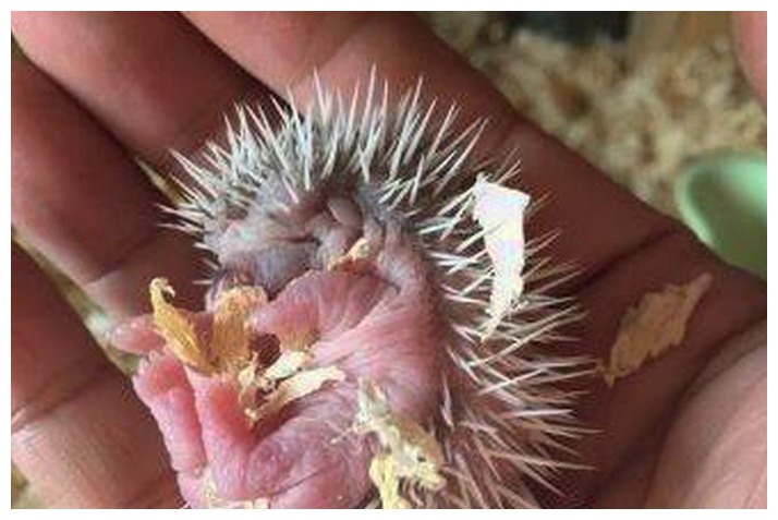 母刺猬生小刺猬,刺猬在家里生了一窝小刺猬全死了