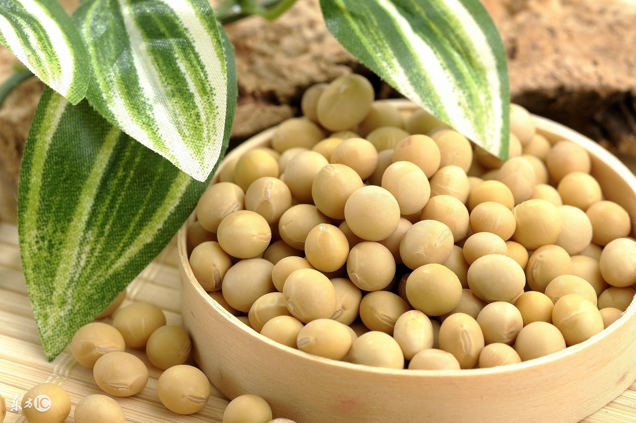 直接吃黄豆好还是吃豆制品好,直接吃黄豆能不能补充蛋白质