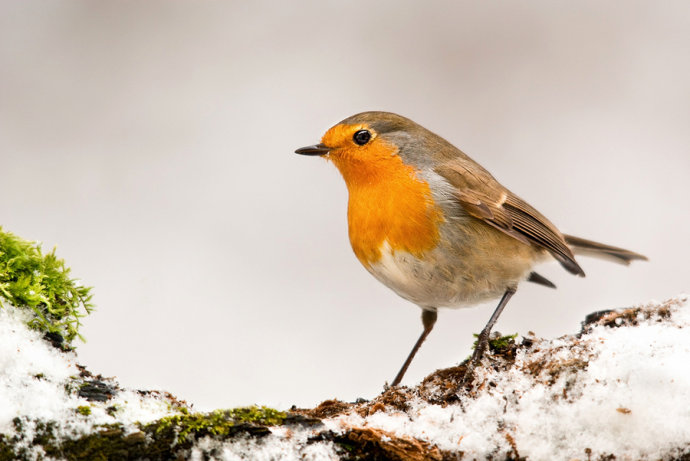 你还知道哪些鸟类的特殊本领呢,鸟类的味觉器官是哪