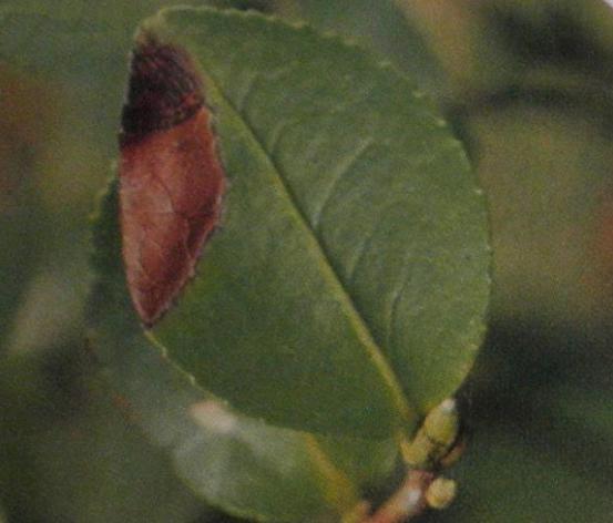 香妃茶花常见病,耐冬茶花常见病虫