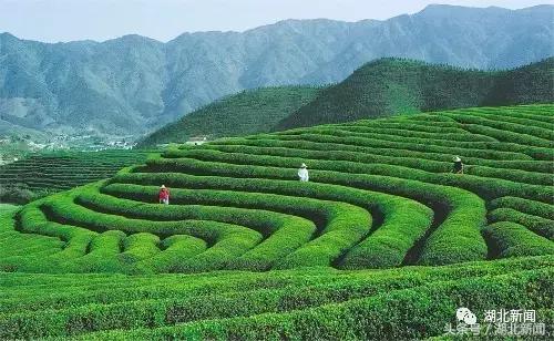 恩施毛尖茶叶有哪些,你喝过云南白茶吗