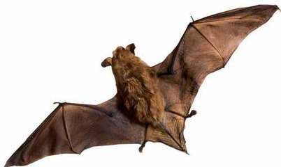 鸟类的视觉能力远超人类想象，神奇的导航能力曾长期让科学家困惑