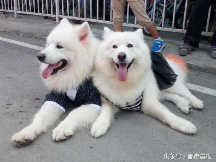 最萌宠物票选大赛,徐州宠物赛