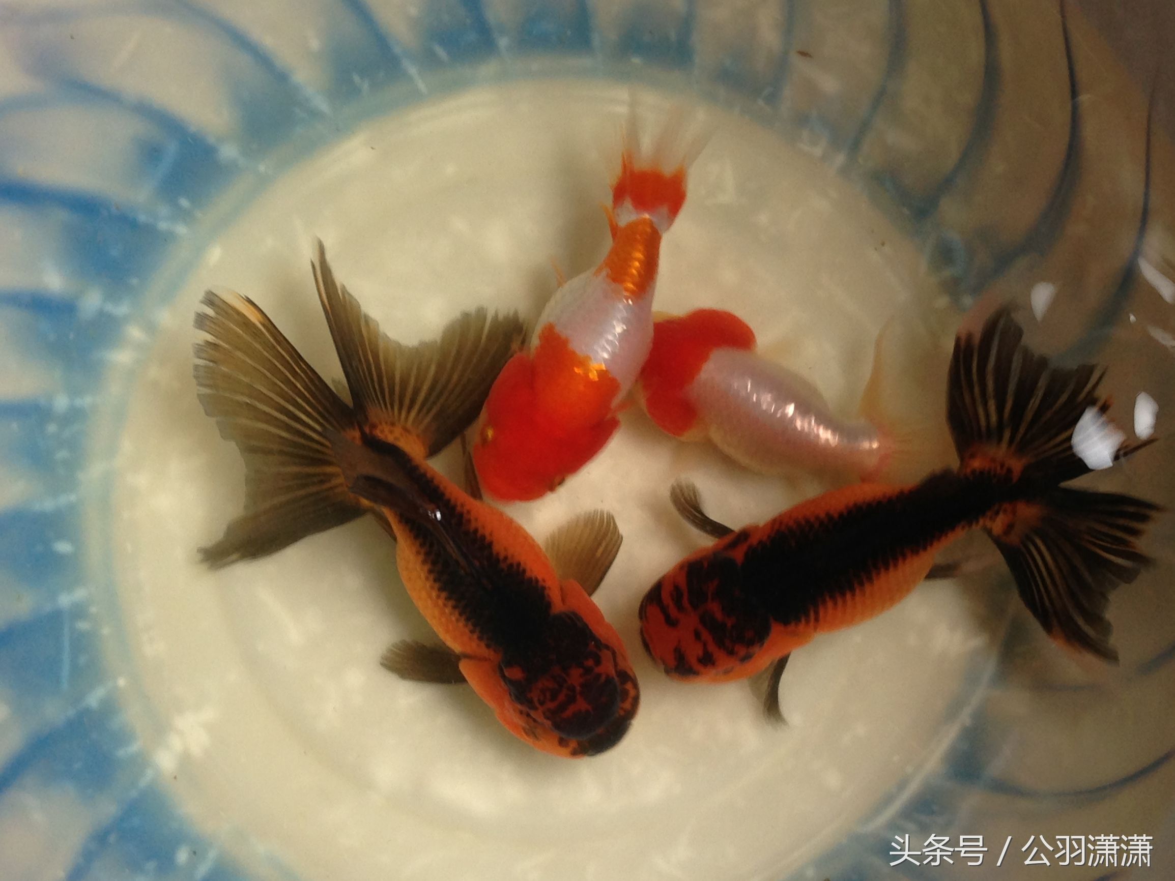 养金鱼的鱼缸需要换水吗,鱼缸养金鱼的方法和技巧视频讲解