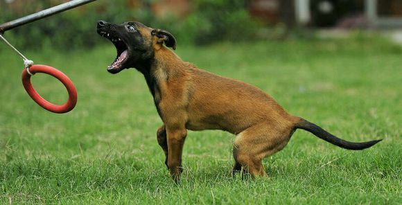 涓栫晫鍚嶇姮椹姮鎺掑悕,涓栫晫鍚嶇姮鐘澶у叏