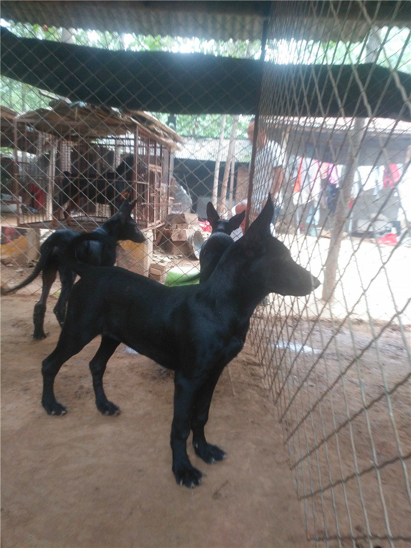 黑狼犬怎么养才能变得壮,黑狼犬的驯养方法