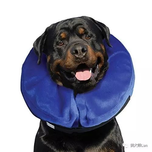 狗狗绝育后脾气暴躁怎么办呀,狗狗做完绝育后攻击行为