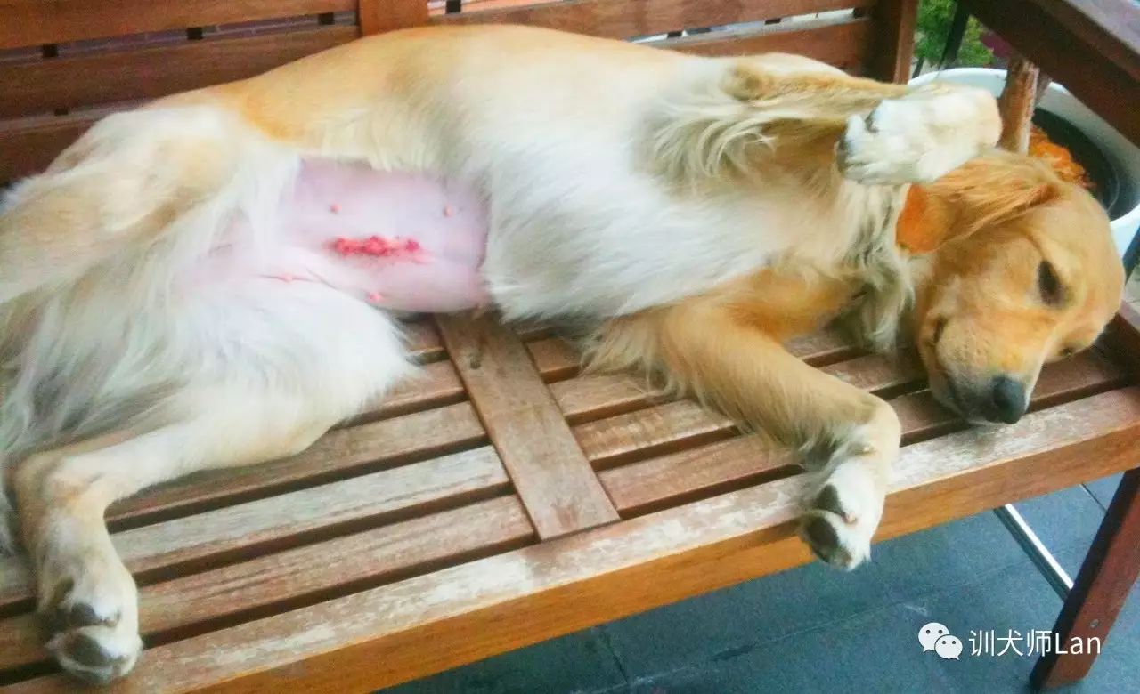 狗狗绝育手术后要注意什么,狗狗绝育后怎么护理