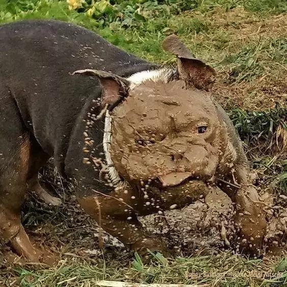 一梦谈狗:英牛那么丑,价格又贵,为什么还有那么多人养?