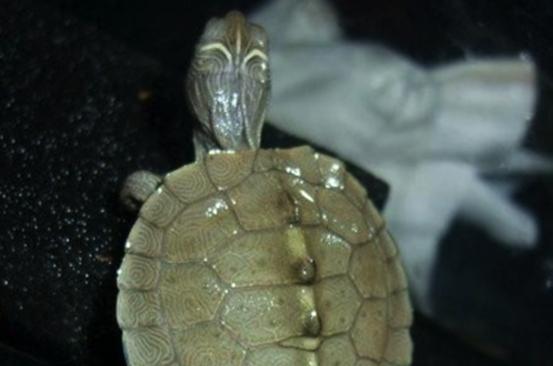 乌龟流貂蝉怎么玩,乌龟貂蝉