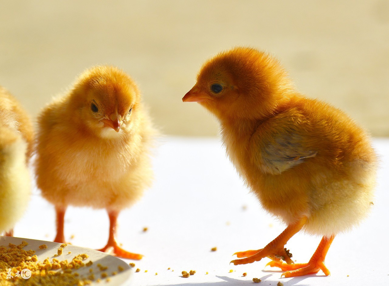 防止鸡打架的有效办法,鸡打架是怎么回事
