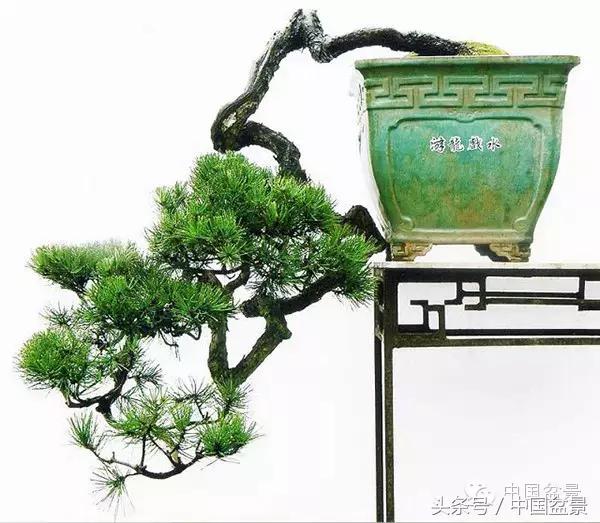 盆景收藏的前景,盆景收藏视频大全