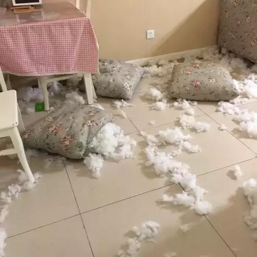 一梦谈狗:英牛那么丑,价格又贵,为什么还有那么多人养?