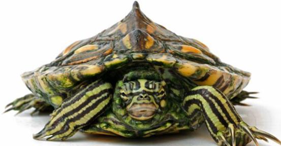 乌龟流貂蝉怎么玩,乌龟貂蝉