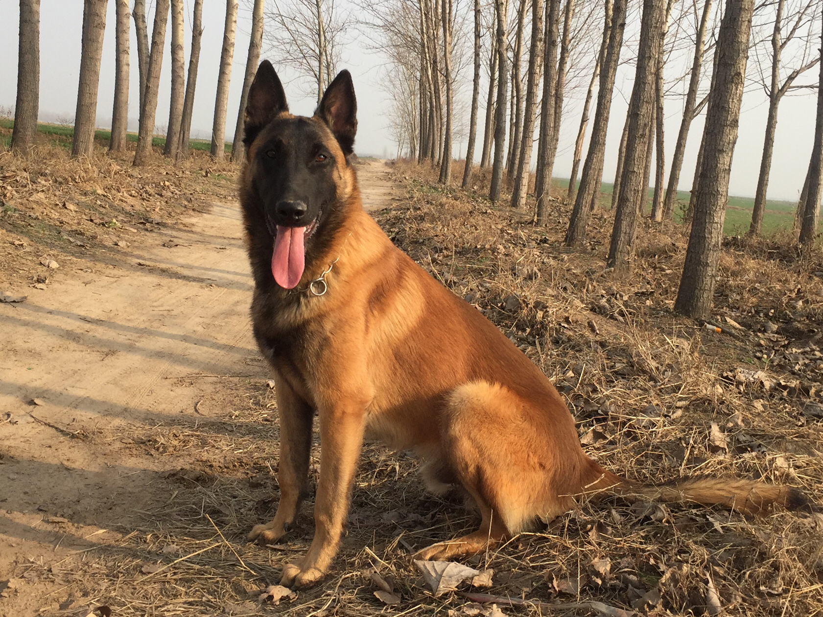 涓栫晫鍚嶇姮椹姮鎺掑悕,涓栫晫鍚嶇姮鐘澶у叏