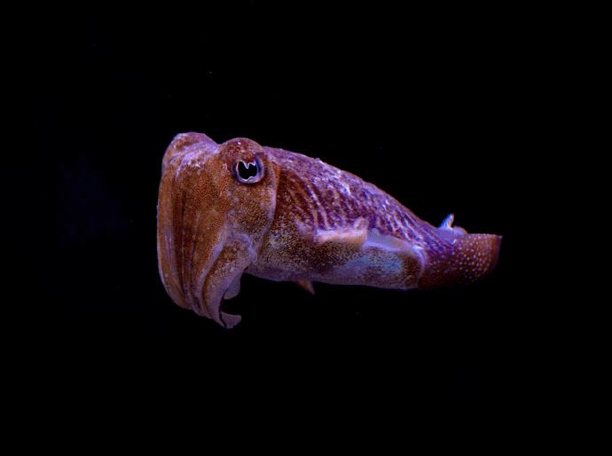 能活1000多年的水熊虫,水熊虫生命力到底有多顽强