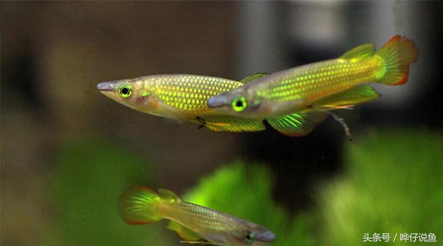 一条金龙鱼大概值多少人民币,一条金龙鱼上百万吗