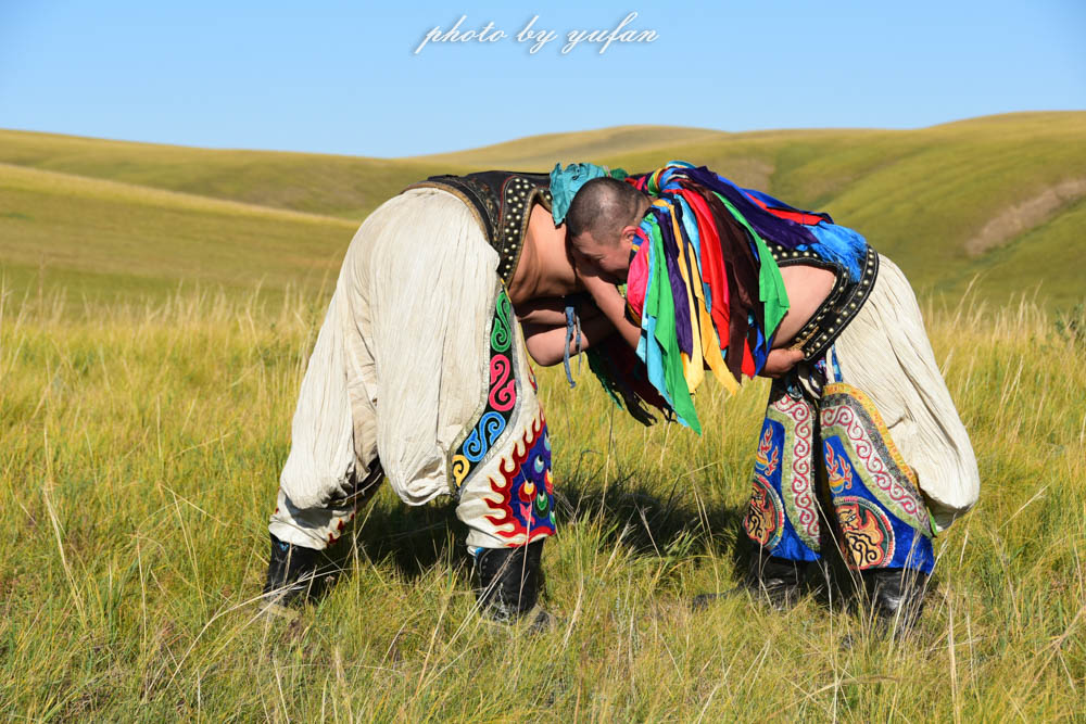 草原上的民间游戏，牛羊在吃草，牧民在搏克