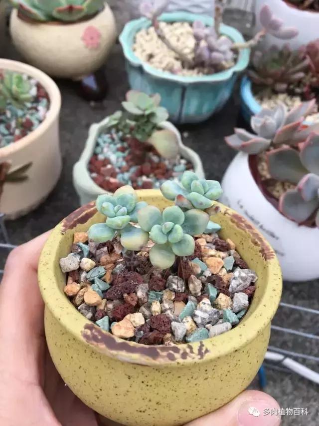 秋风送爽适用于九月吗,秋风送爽赏景天