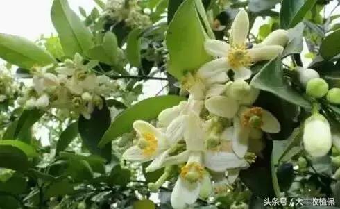 致命的小黑点!一旦染上这种病,柑橘彻底毁容,果农收入减半