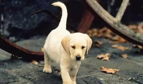 我们用镜头记录生活,记录流浪狗真实生活