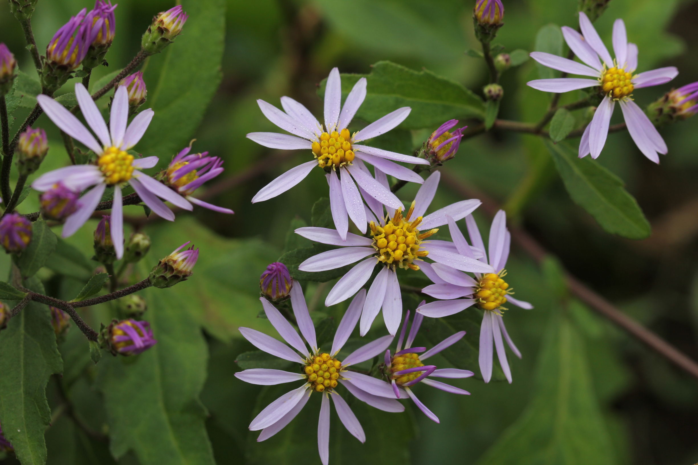 开在秋季的紫藤花,开在秋天的花卉有什么品种