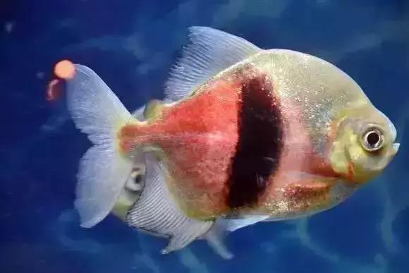 家装水景鱼缸造型全景,家居水景大号