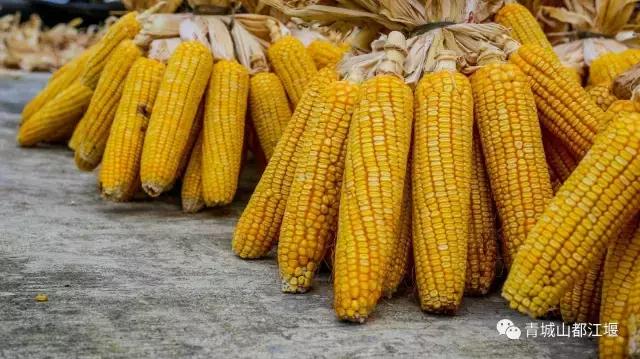 四川旅游一条很直的公路,四川唯一一条有路灯的高速公路