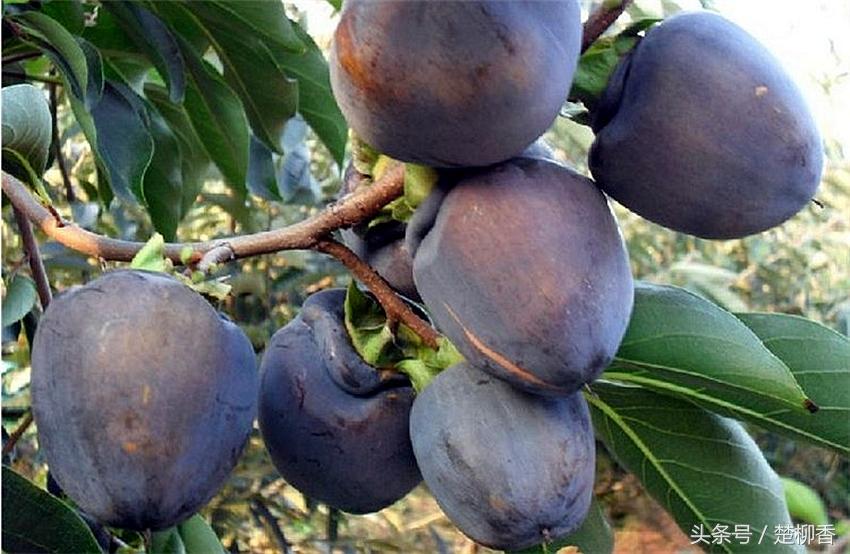 土专家致富领路人,土专家种植项目