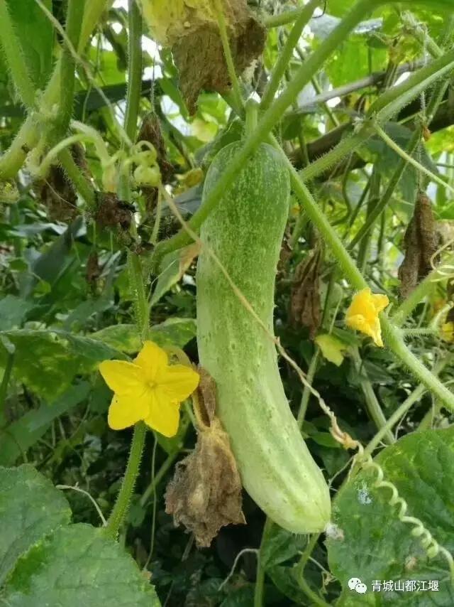 四川旅游一条很直的公路,四川唯一一条有路灯的高速公路