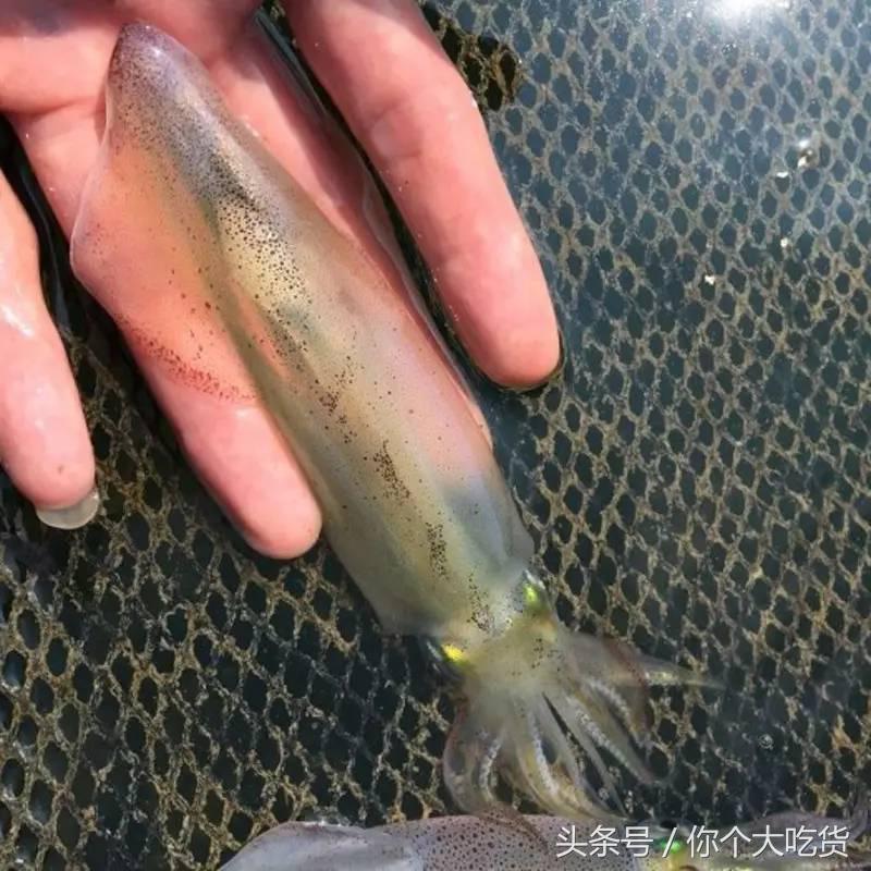 食材｜东山小管：有着一肚子的墨水，却是鱿鱼家族的小可爱！