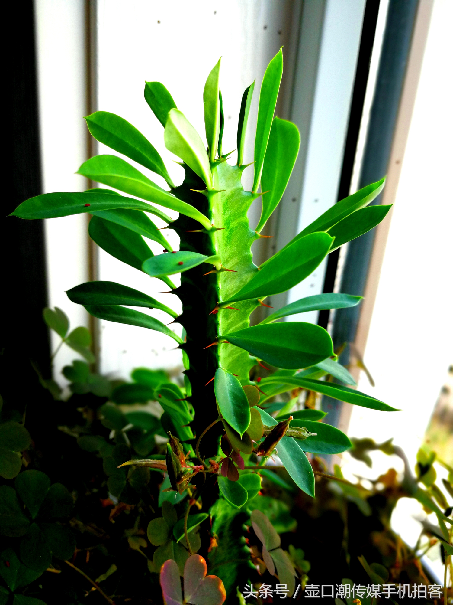 临汾:手机拍拍工作室的花~再好的装修也比不了和大自然和谐相处