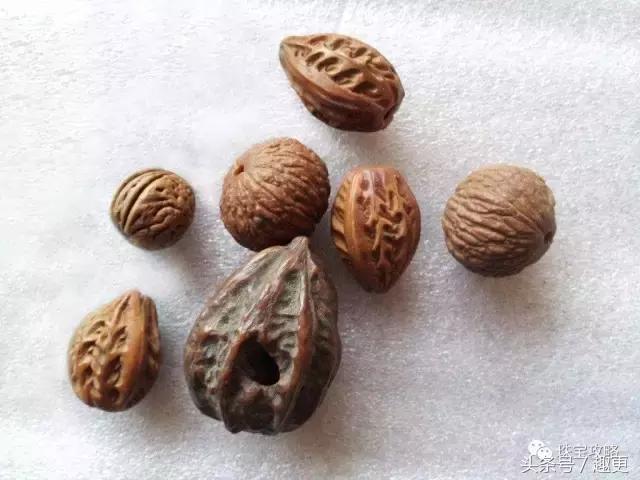 怎样防止文玩生虫,文玩昆虫