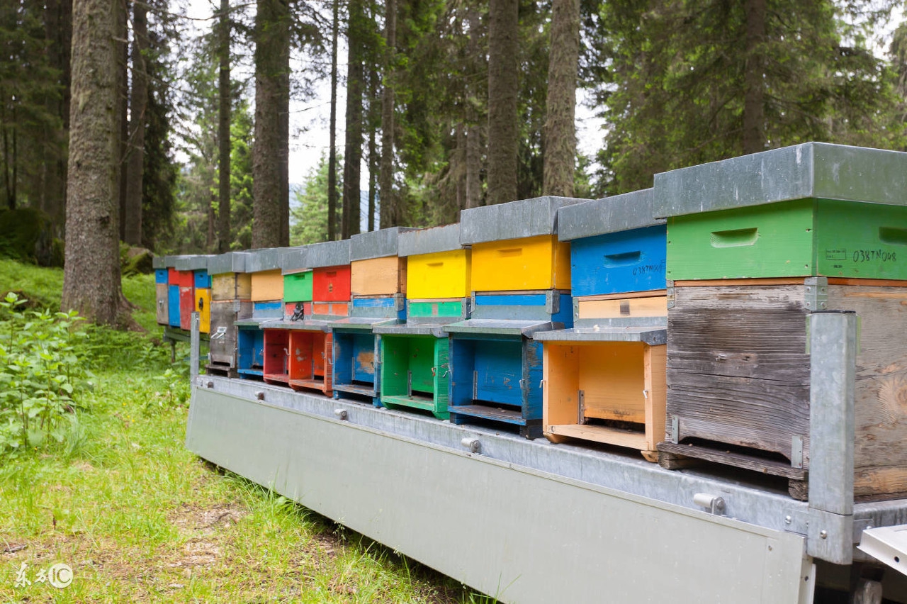 蜂头领转地蜂箱的通风装置与通风类型