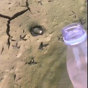 抓甲鱼视频100斤大甲鱼,甲鱼高手视频教程