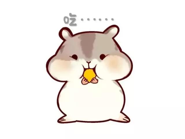 荷兰猪第一次下水洗澡,荷兰猪洗完澡第二天死亡