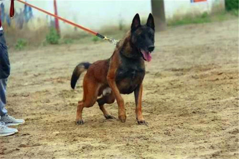 地位高性格强势的马犬怎么训练,警觉性的狗