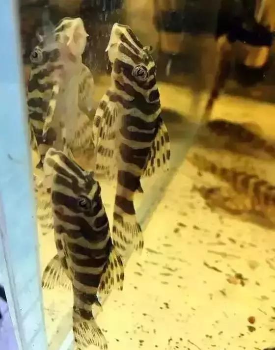 家装水景鱼缸造型全景,家居水景大号