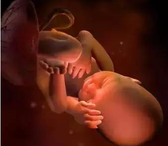 生命的由来胚胎发育全过程动画,生命发育的过程