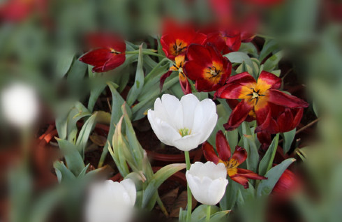 云南丽江香格里拉大理六日游,云南丽江大理香格里拉六日游