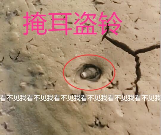 抓甲鱼视频100斤大甲鱼,甲鱼高手视频教程