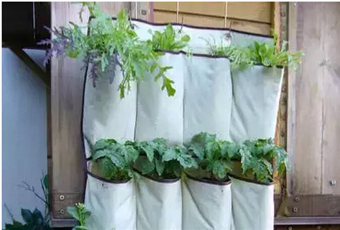 阳台种菜的步骤和方法,阳台种菜的方法全过程