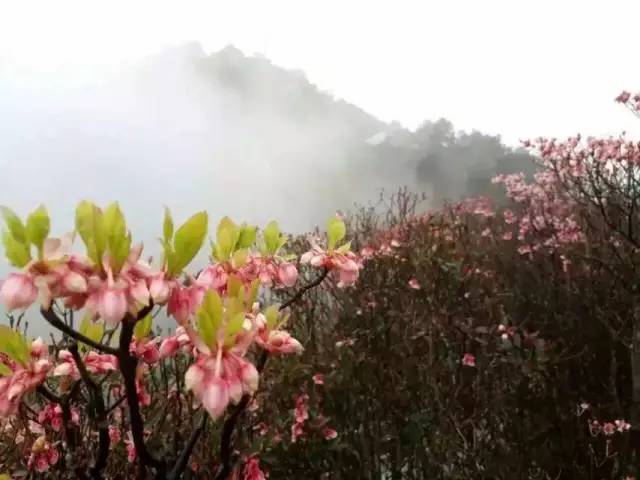 推荐|大明山风景区恢复开放啦！花都开好了，你还不来么？