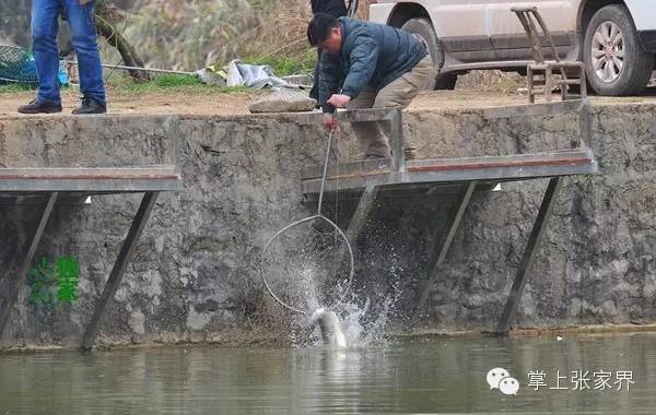 钓了8小时鱼塘老板哭了,黑坑老板被钓鱼人打崩溃
