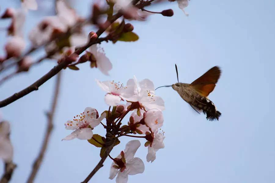 南京十大赏花胜地,南京玄武湖春季赏花攻略请收好