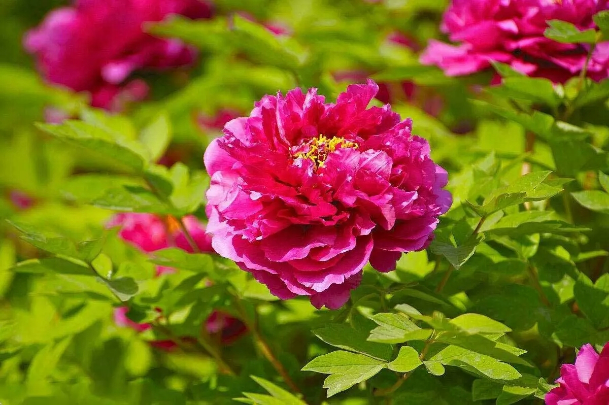 各国的国花有哪些,各国的国花及其象征意义