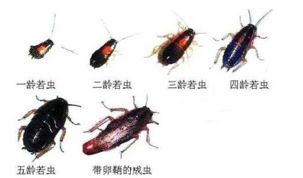 蟑螂怎么消灭最彻底蟑螂习性,家里有蟑螂怎么才能把蟑螂消灭掉