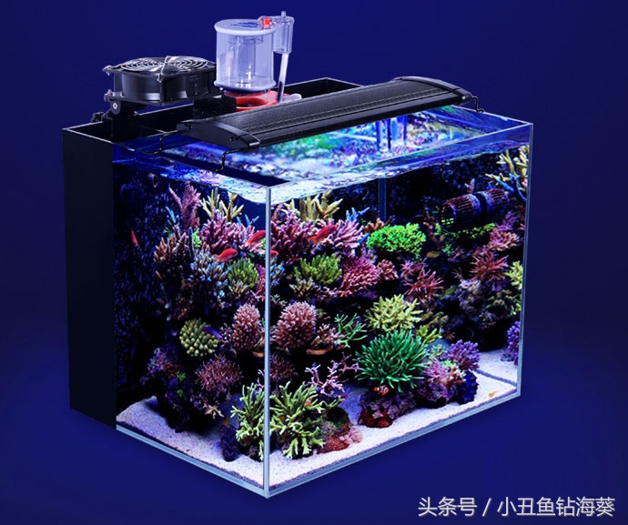 小丑海水开缸养水教程,海水裸缸怎么开缸