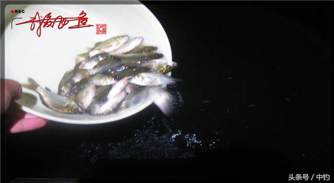 乌河湿地公园夜钓鱼,乌水边夜钓